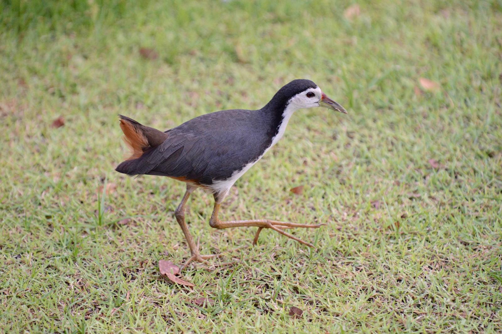 White-breasted Waterhen Photo by marcel finlay