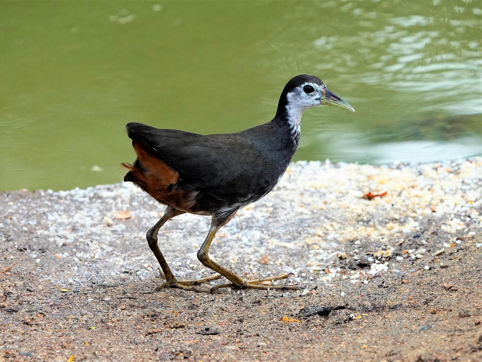 White-breasted Waterhen Photo by Steven Cheong