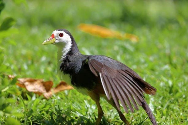 White-breasted Waterhen Photo by Kenneth Cheong