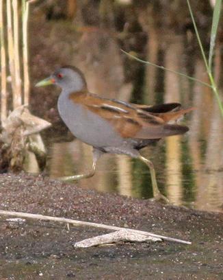 Little Crake Photo by Stephen Daly