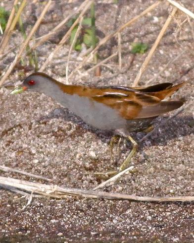 Little Crake Photo by Stephen Daly