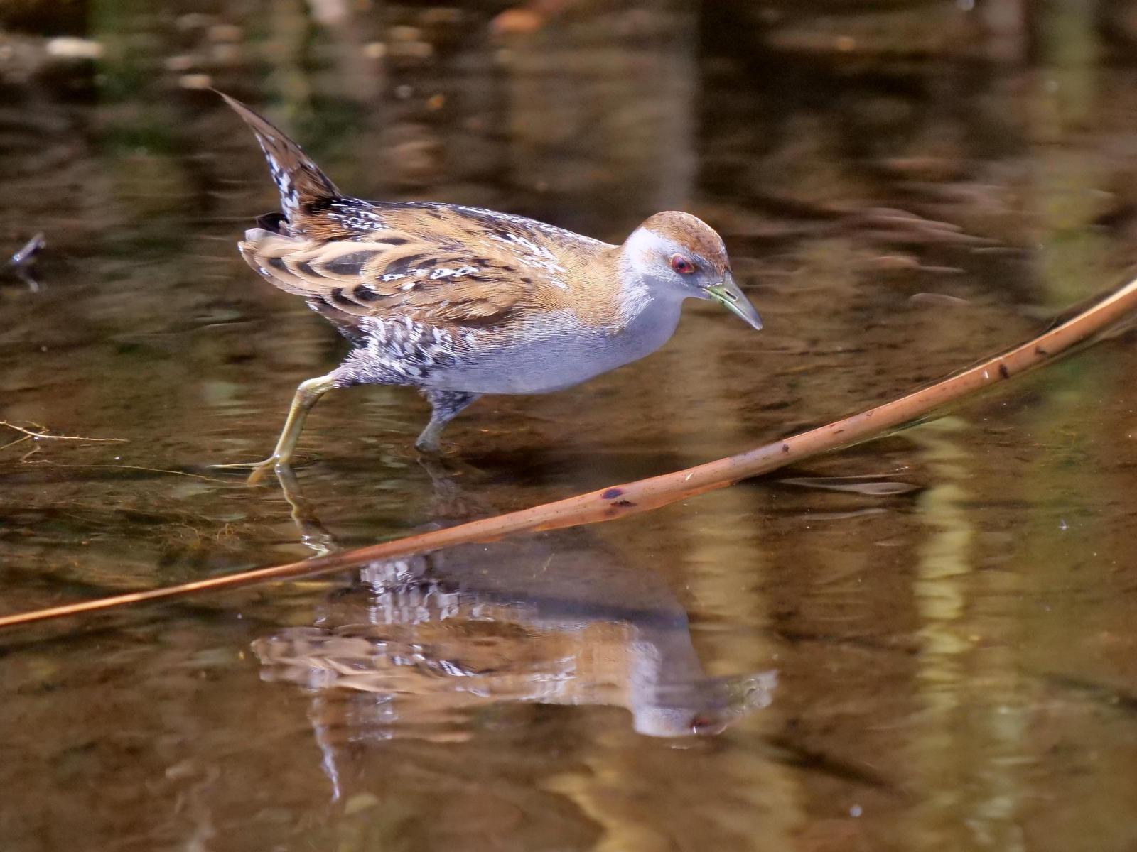 Baillon's Crake Photo by Peter Lowe