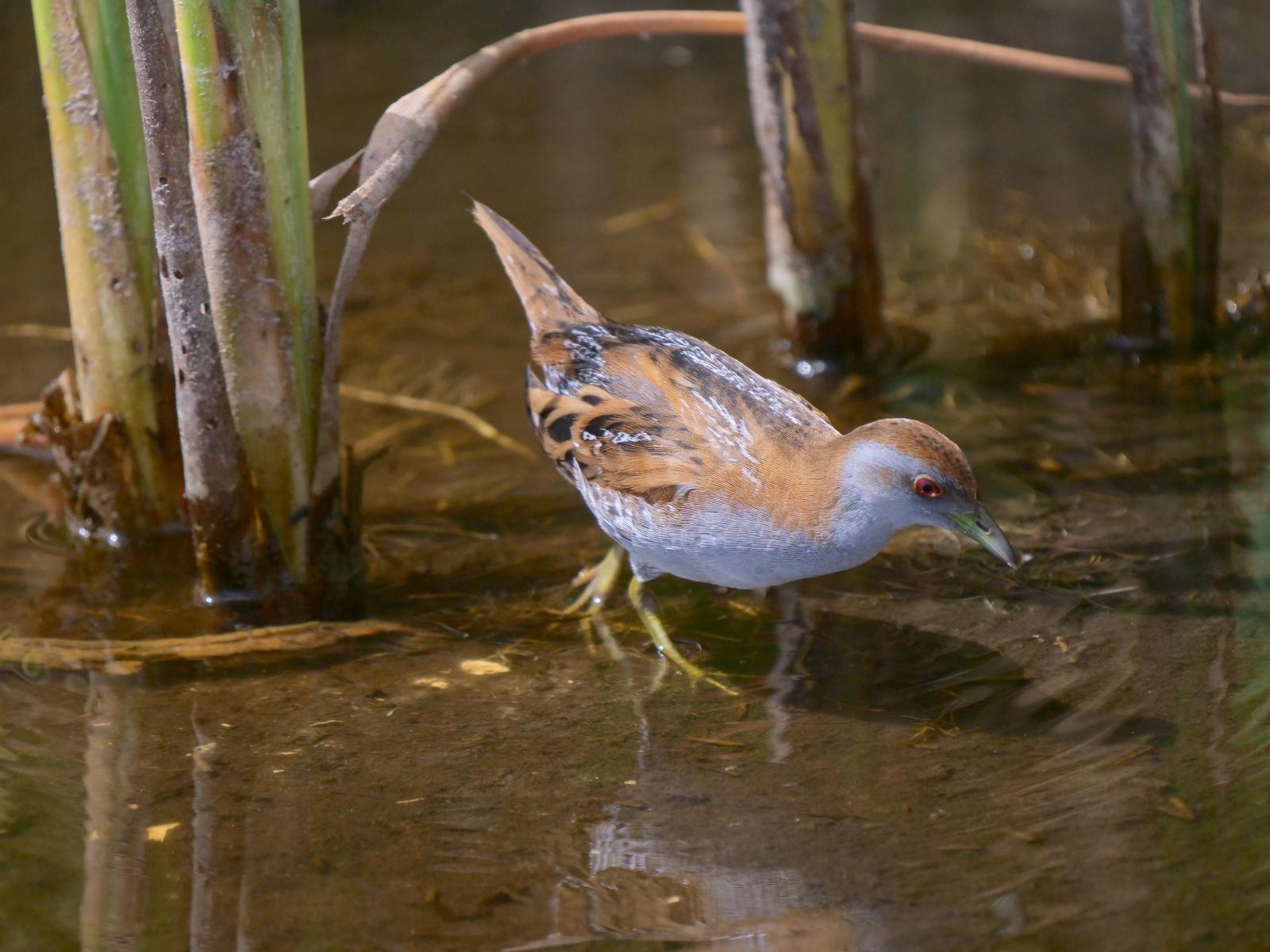 Baillon's Crake Photo by Peter Lowe