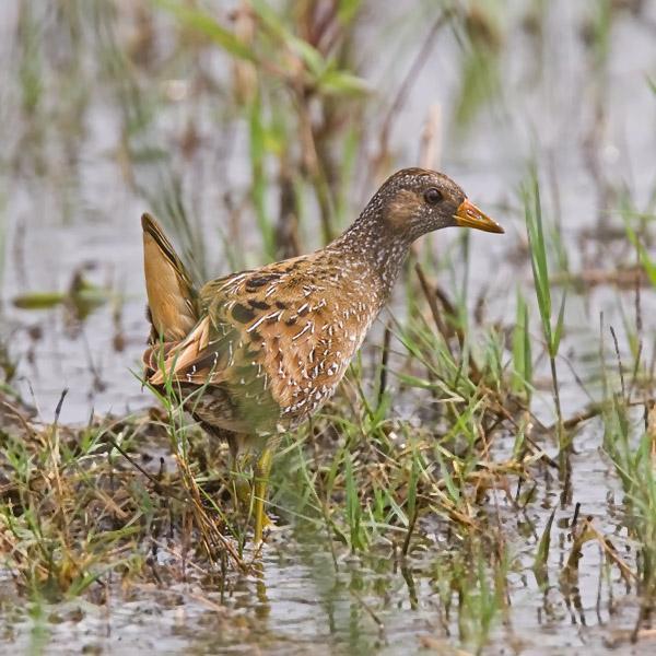 Spotted Crake Photo by Niall Perrins