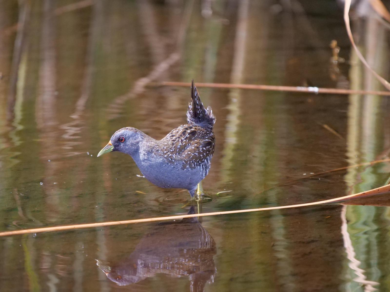 Spotted Crake Photo by Peter Lowe