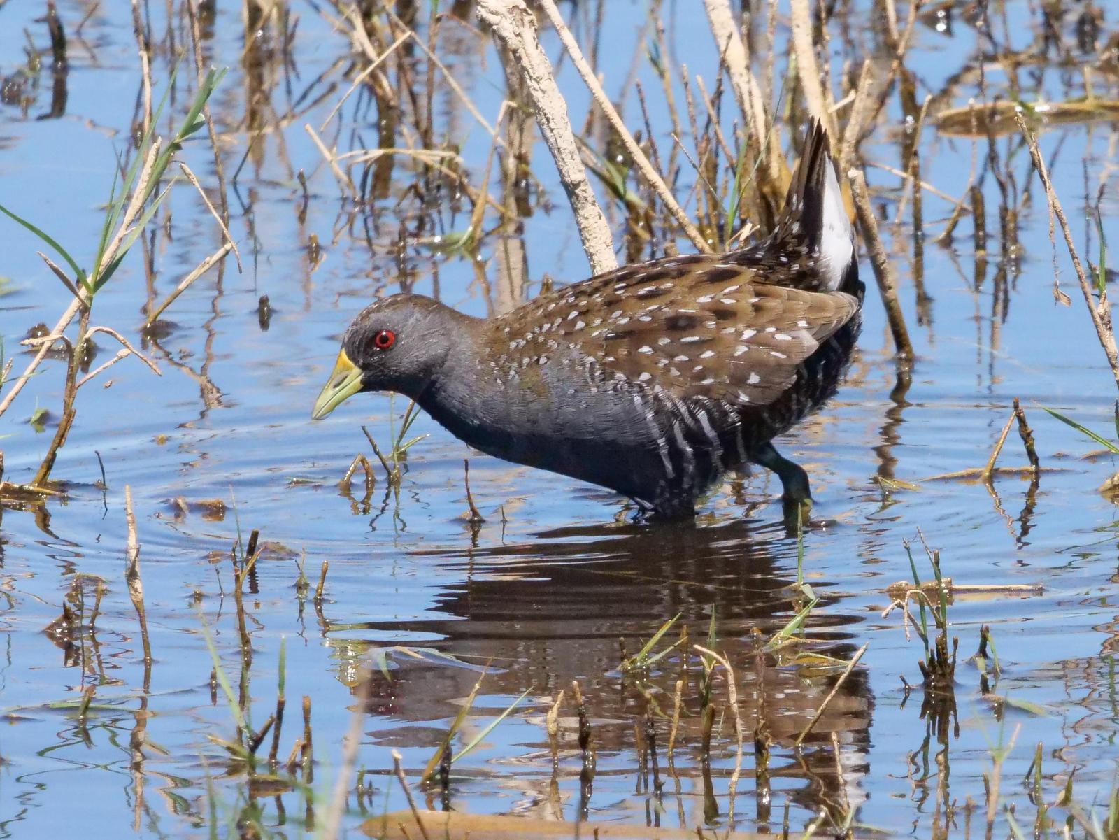 Spotted Crake Photo by Peter Lowe