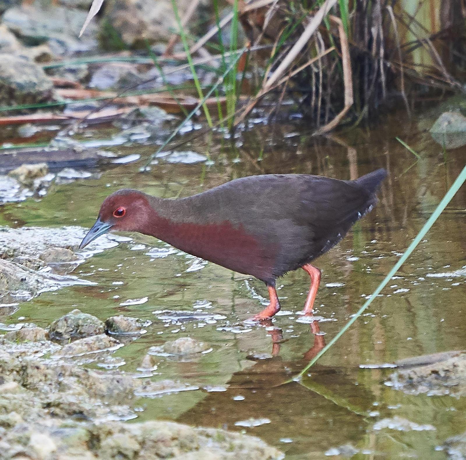 Ruddy-breasted Crake Photo by Steven Cheong
