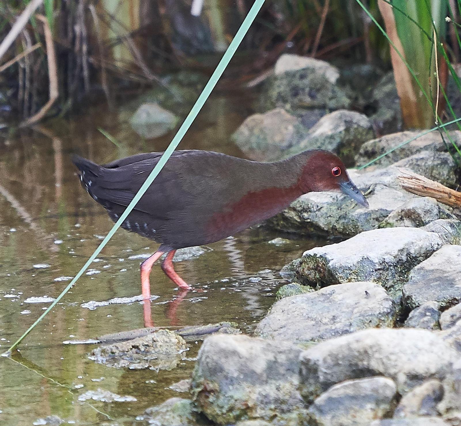 Ruddy-breasted Crake Photo by Steven Cheong