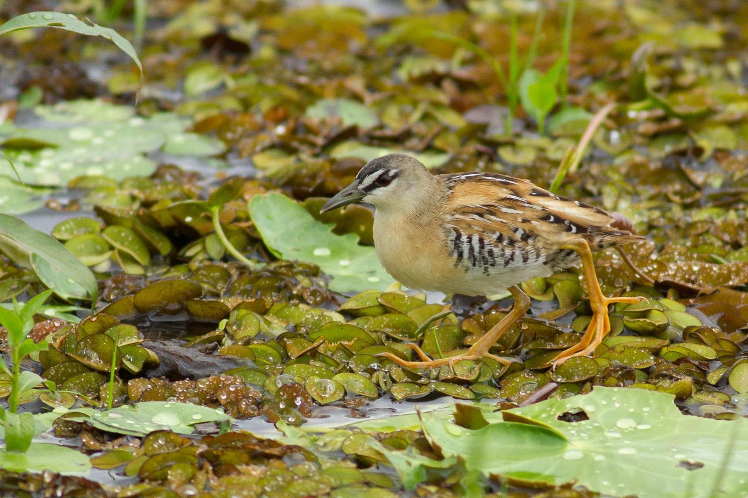 Yellow-breasted Crake Photo by Tom Johnson