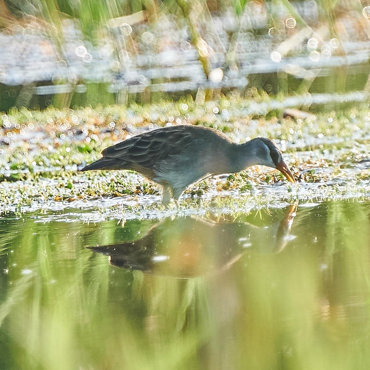 White-browed Crake Photo by Steven Cheong