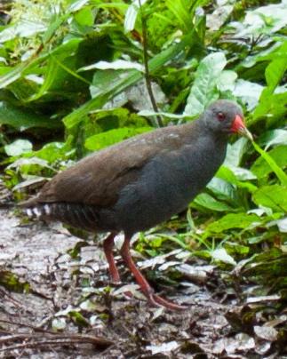 Paint-billed Crake Photo by Sue Wright