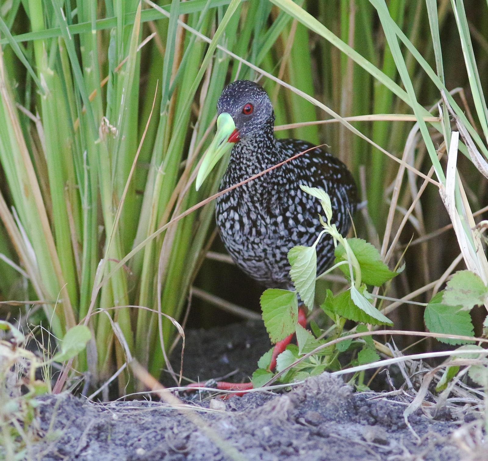 Spotted Rail Photo by Leonardo Garrigues