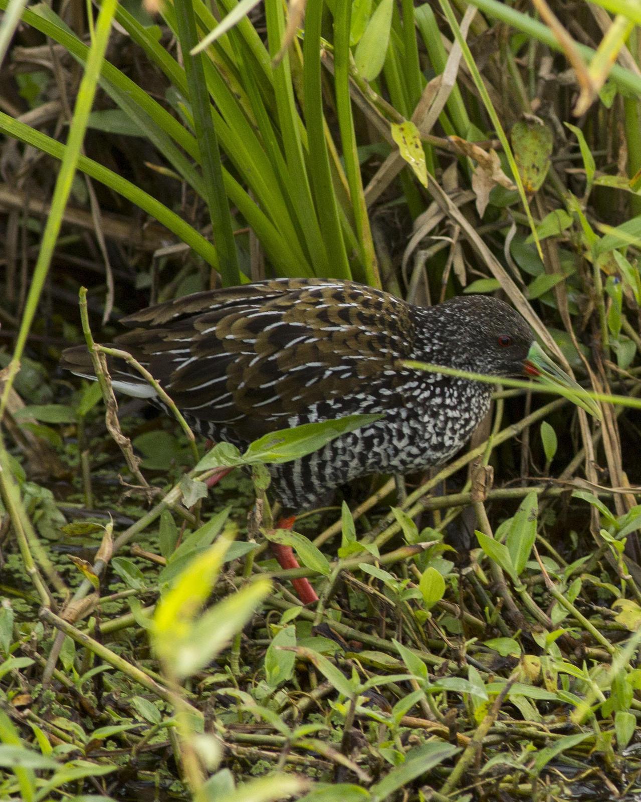 Spotted Rail Photo by Lee Harding