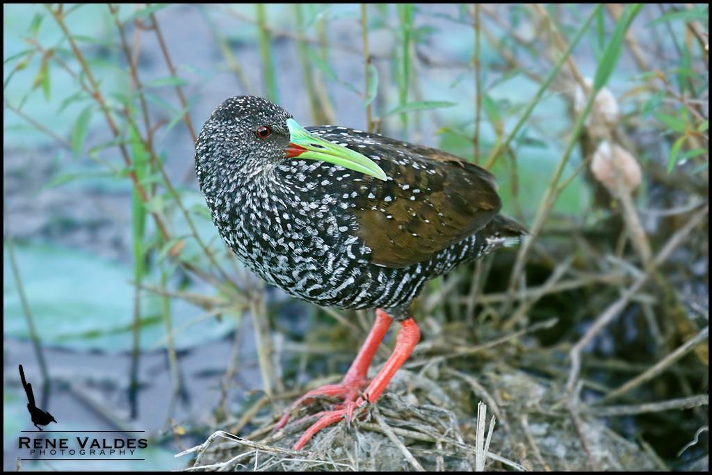 Spotted Rail Photo by Rene Valdes