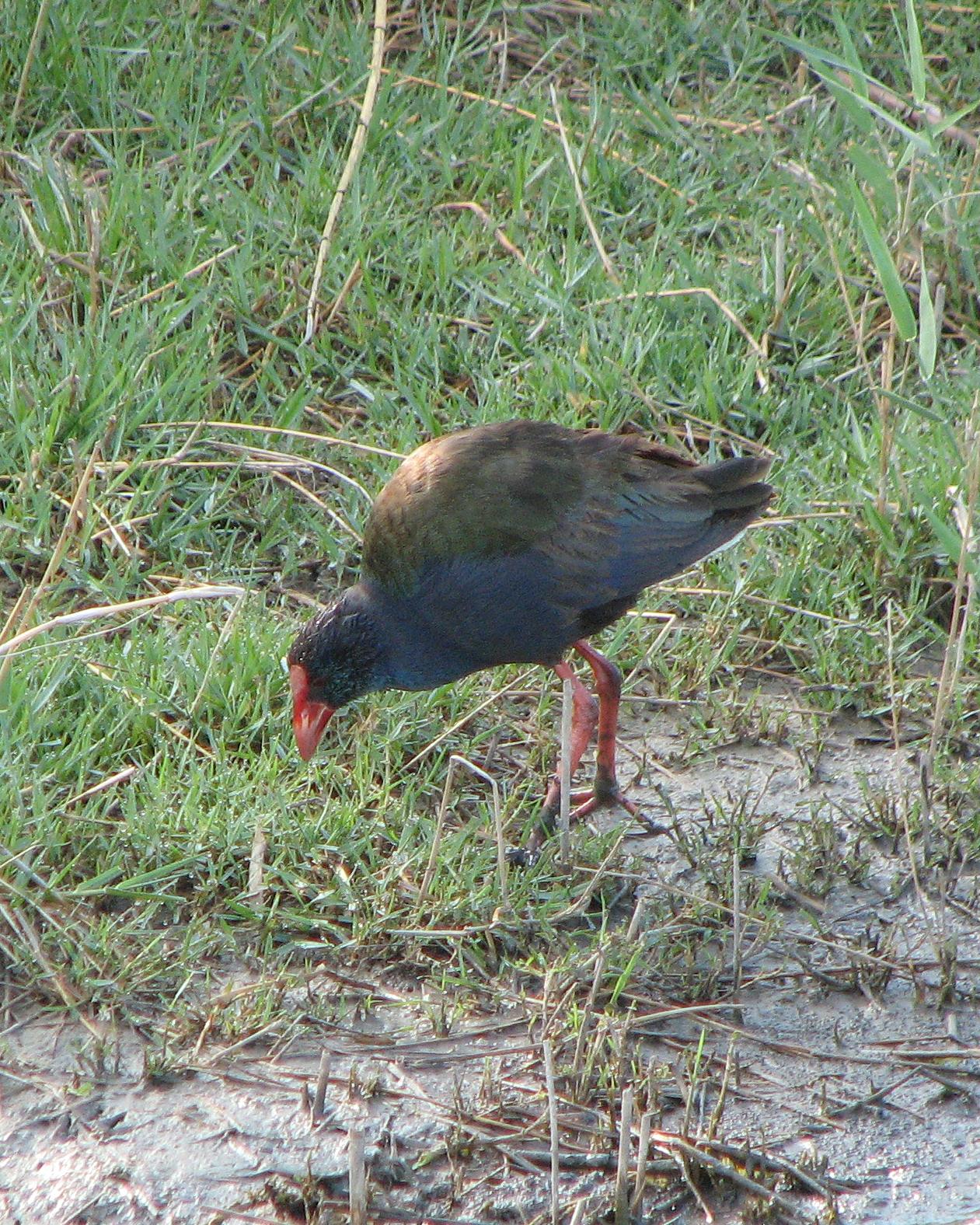 African Swamphen Photo by Henk Baptist