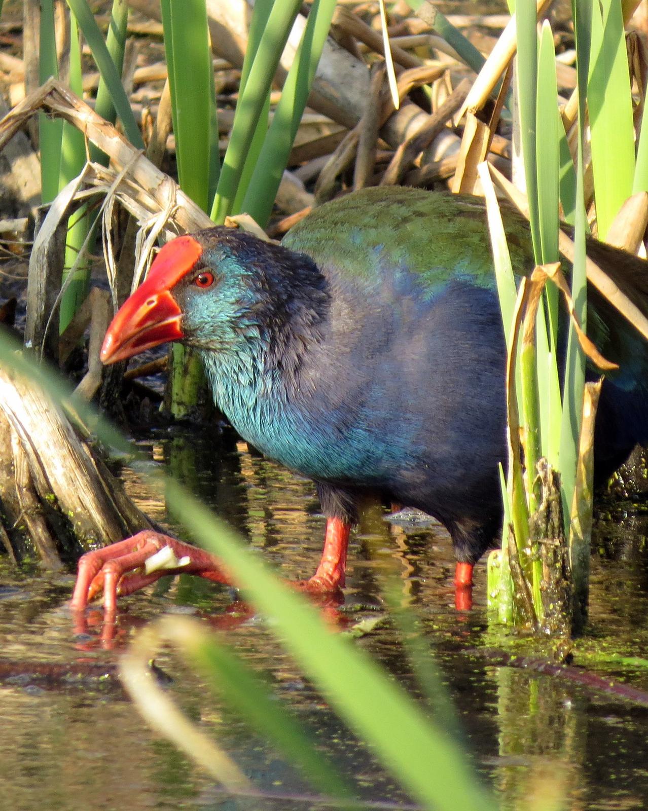 African Swamphen Photo by Richard  Lowe