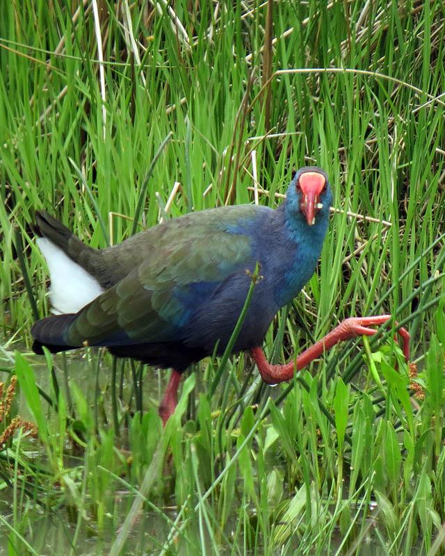 African Swamphen Photo by Peter Boesman
