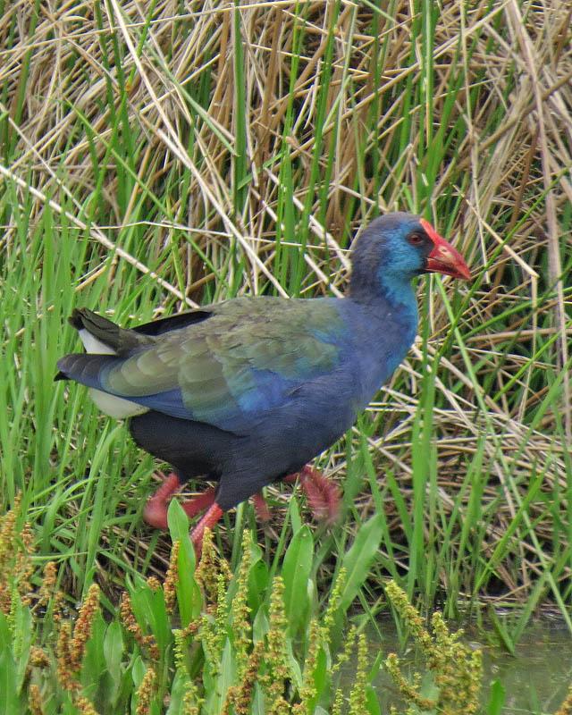 African Swamphen Photo by Peter Boesman