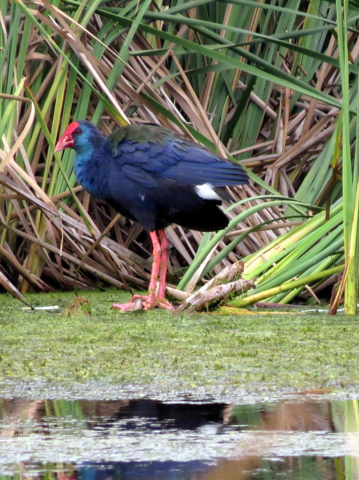 African Swamphen Photo by Richard  Lowe