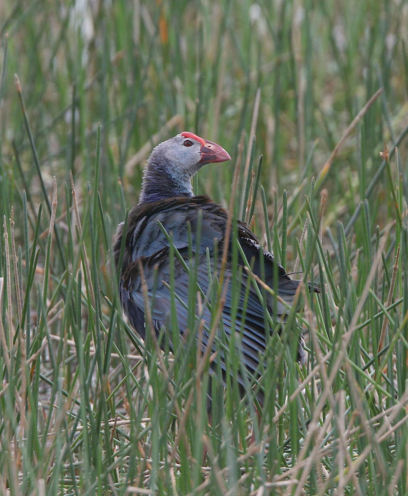 Gray-headed Swamphen Photo by Michael Blust