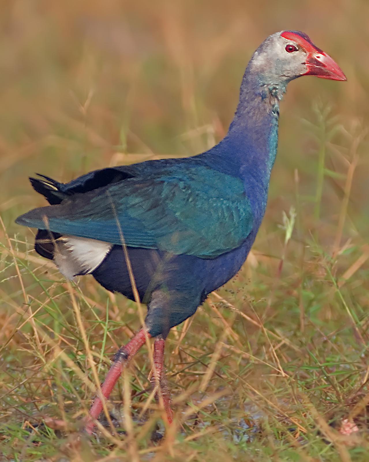 Gray-headed Swamphen Photo by Alex Vargas