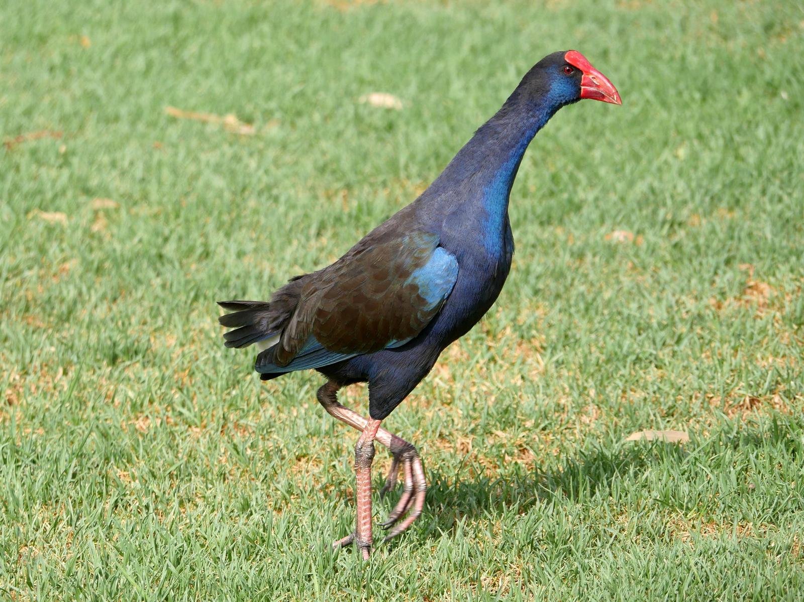 Australasian Swamphen Photo by Peter Lowe