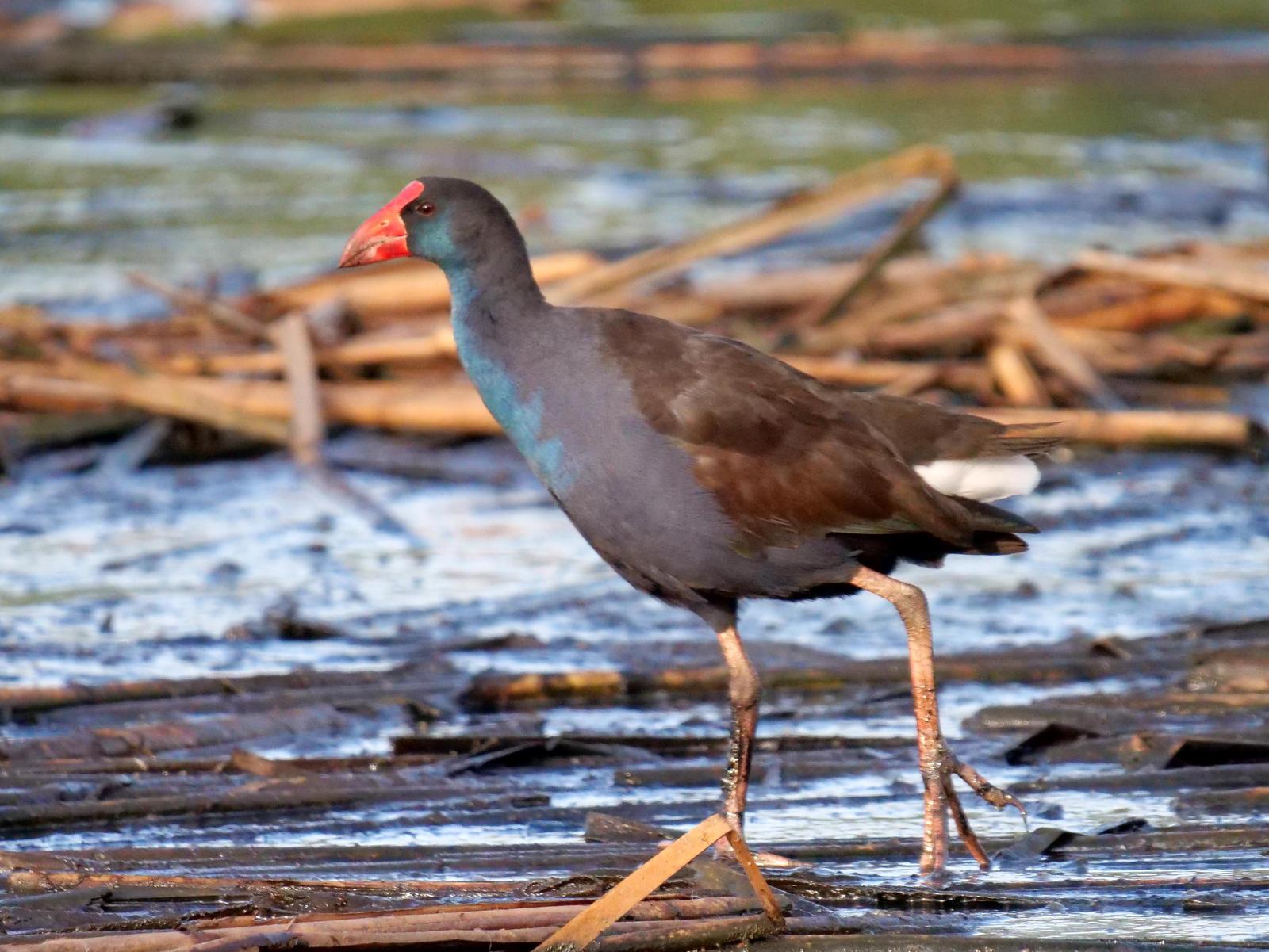 Australasian Swamphen Photo by Peter Lowe