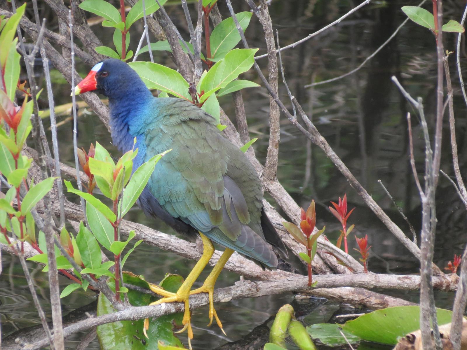 Purple Gallinule Photo by Evelyn [aret