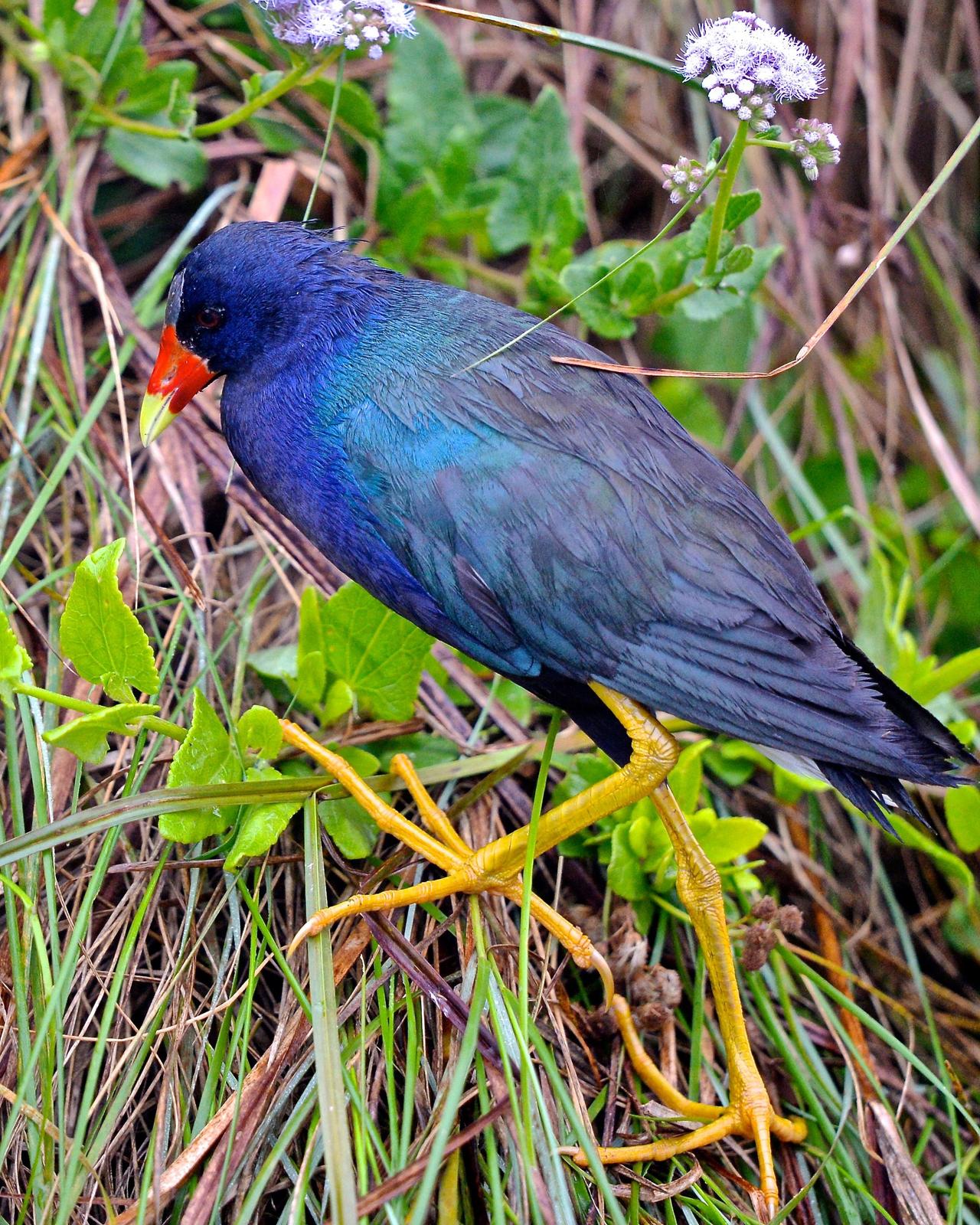 Purple Gallinule Photo by Gerald Friesen