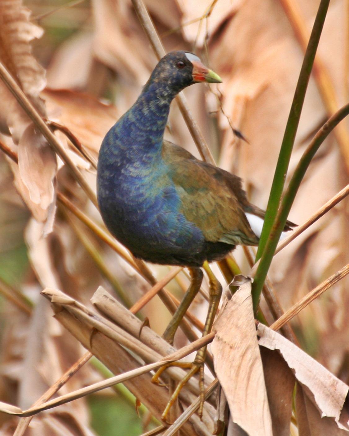 Purple Gallinule Photo by Andrew Theus