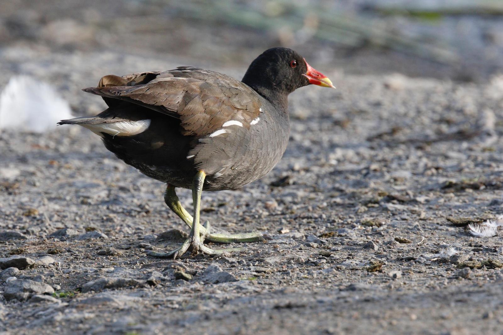 Eurasian Moorhen Photo by Emily Willoughby