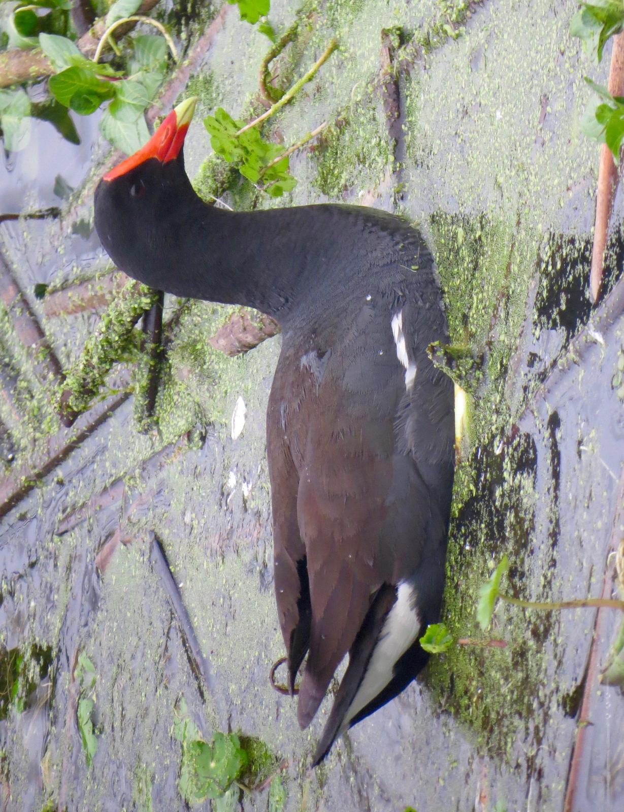 Common Gallinule (American) Photo by Don Glasco