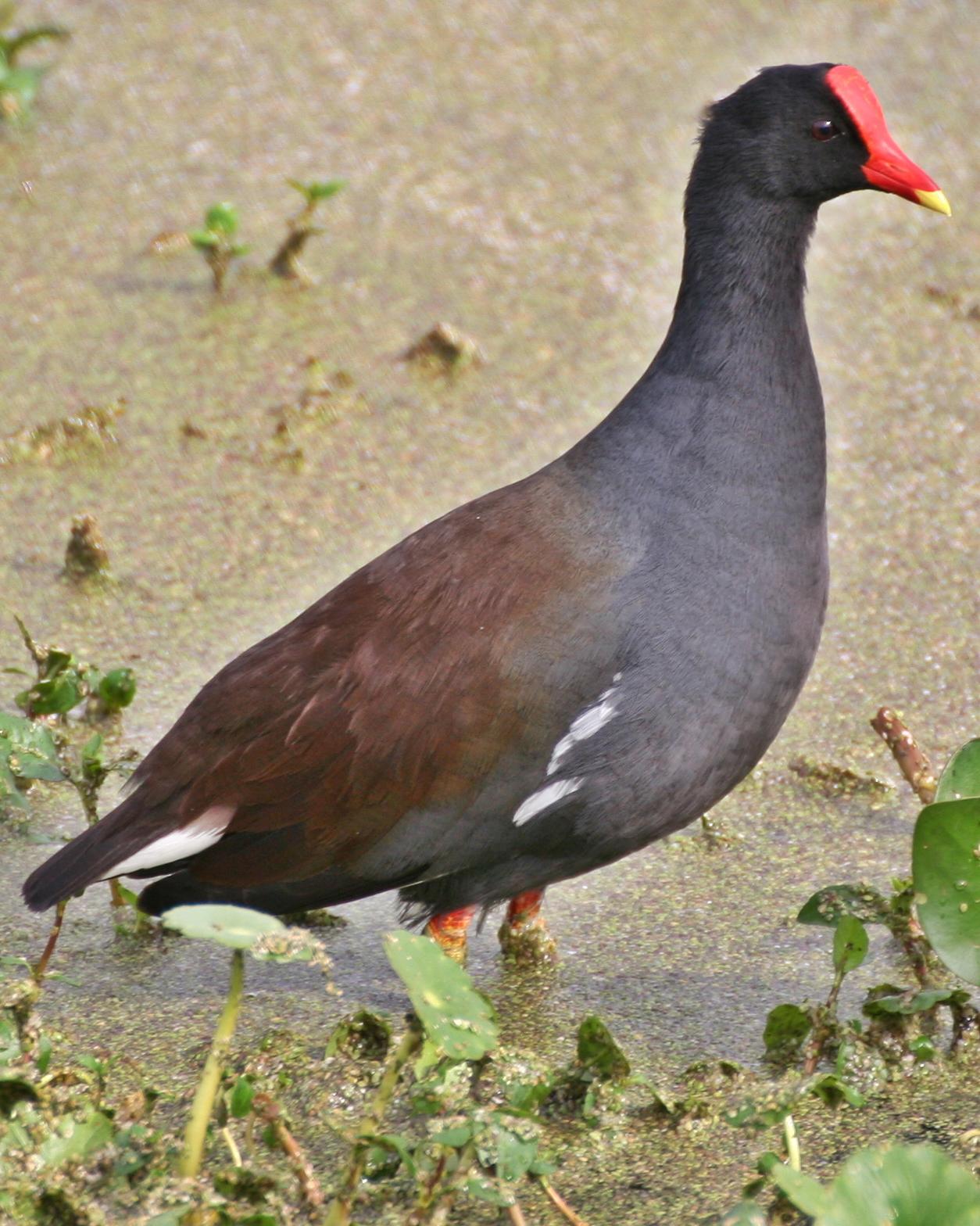 Common Gallinule (American) Photo by Andrew Theus
