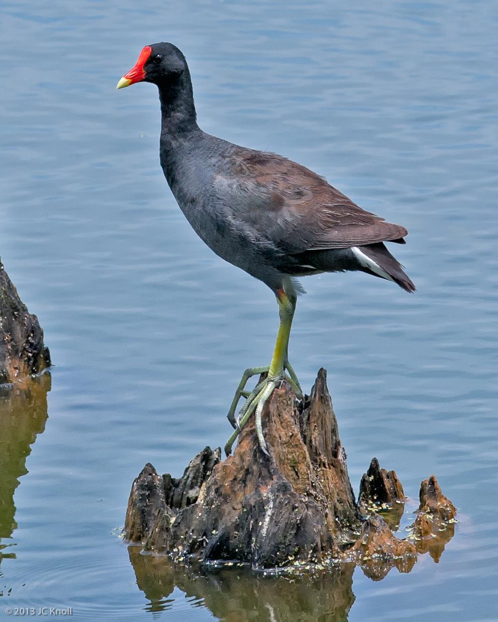 Common Gallinule (American) Photo by JC Knoll