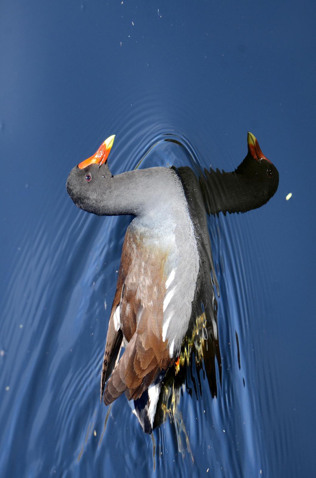 Common Gallinule (American) Photo by Steven Mlodinow