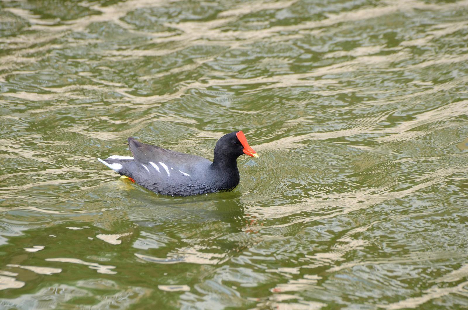 Common Gallinule (American) Photo by Steven Mlodinow