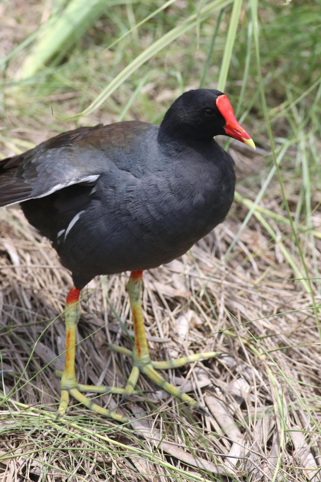 Common Gallinule (American) Photo by Tom Ford-Hutchinson