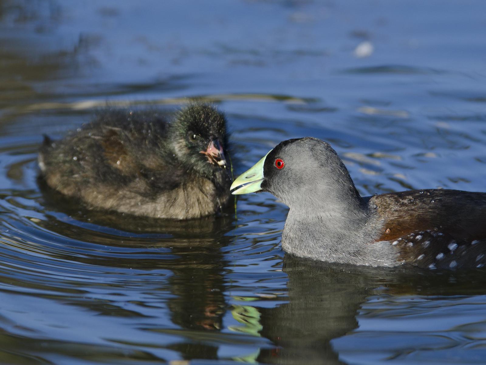 Spot-flanked Gallinule Photo by Cristian  Pinto