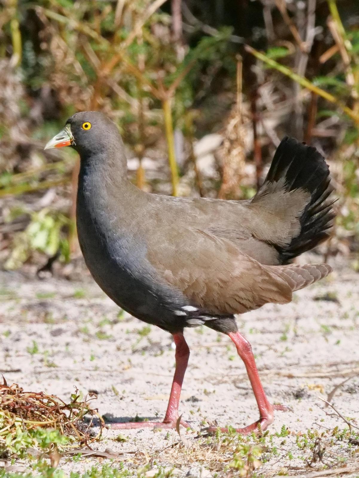 Black-tailed Nativehen Photo by Peter Lowe