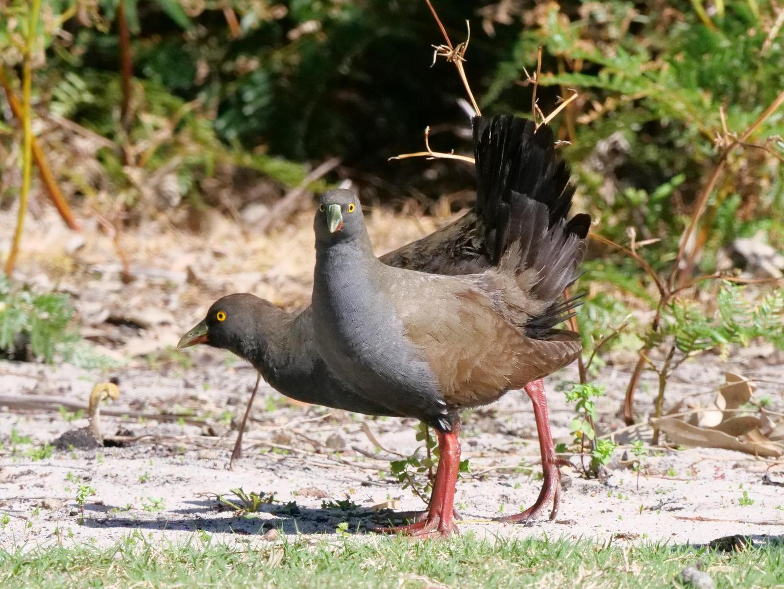 Black-tailed Nativehen Photo by Peter Lowe