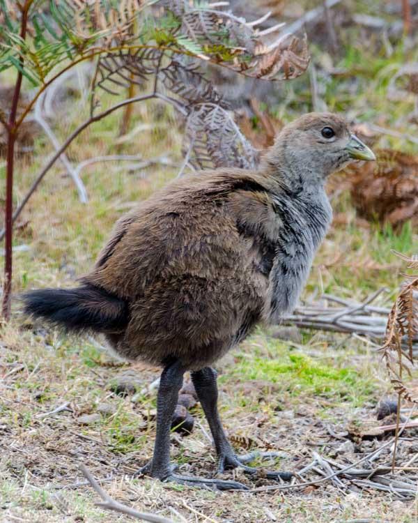 Tasmanian Nativehen Photo by Bob Hasenick