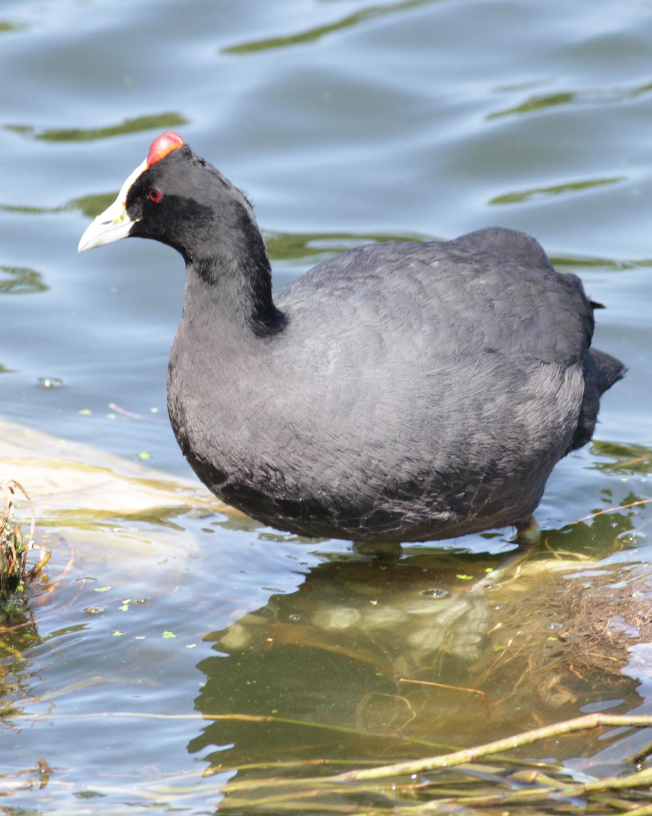 Red-knobbed Coot Photo by Alex Lamoreaux