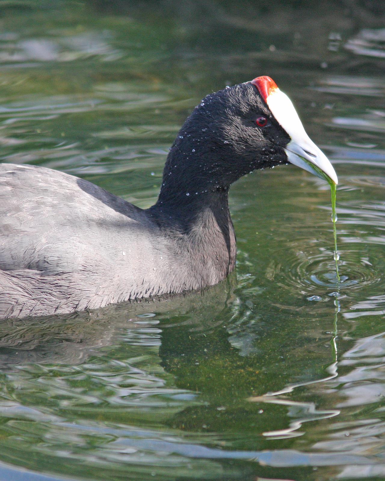 Red-knobbed Coot Photo by Henk Baptist