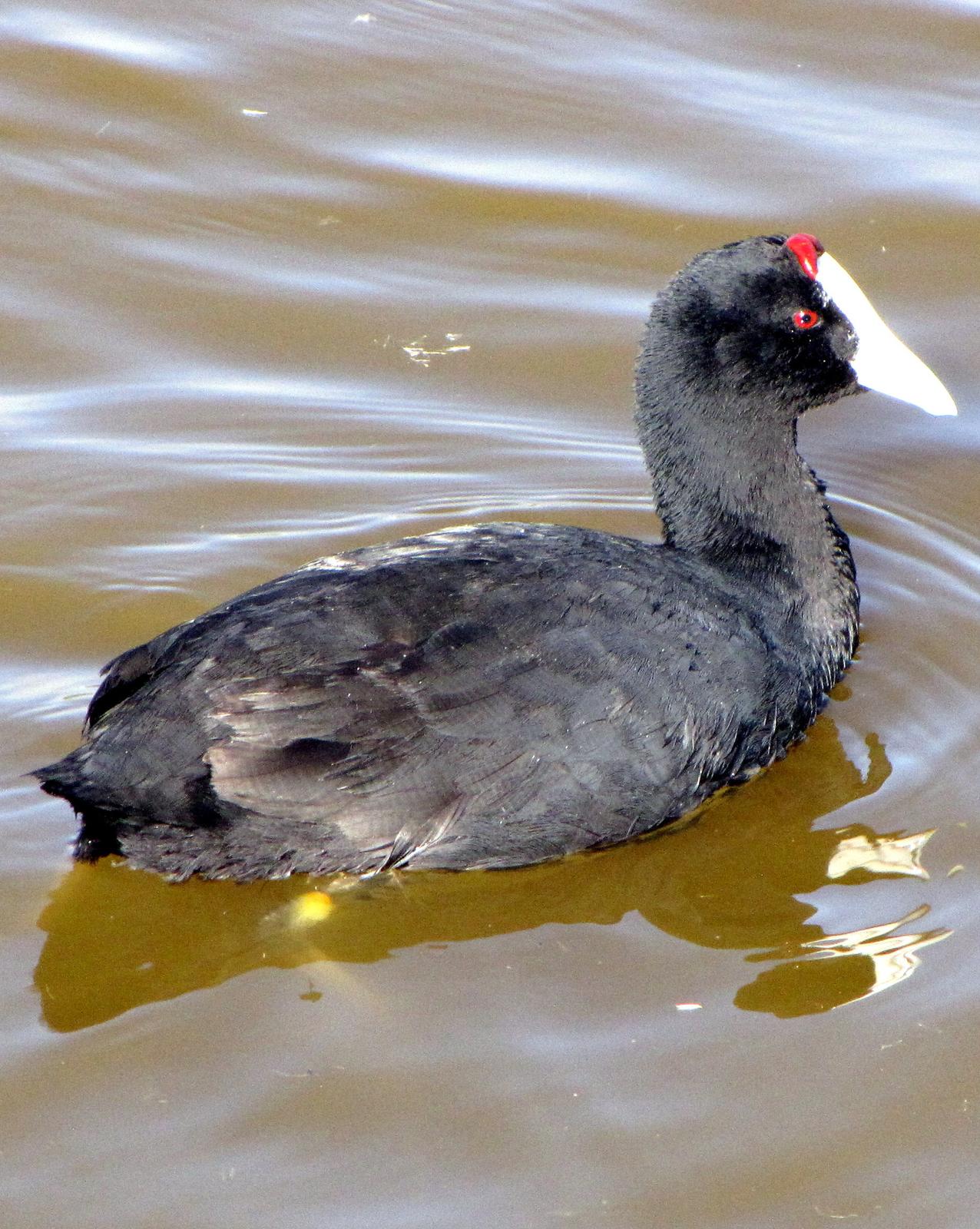 Red-knobbed Coot Photo by Richard  Lowe