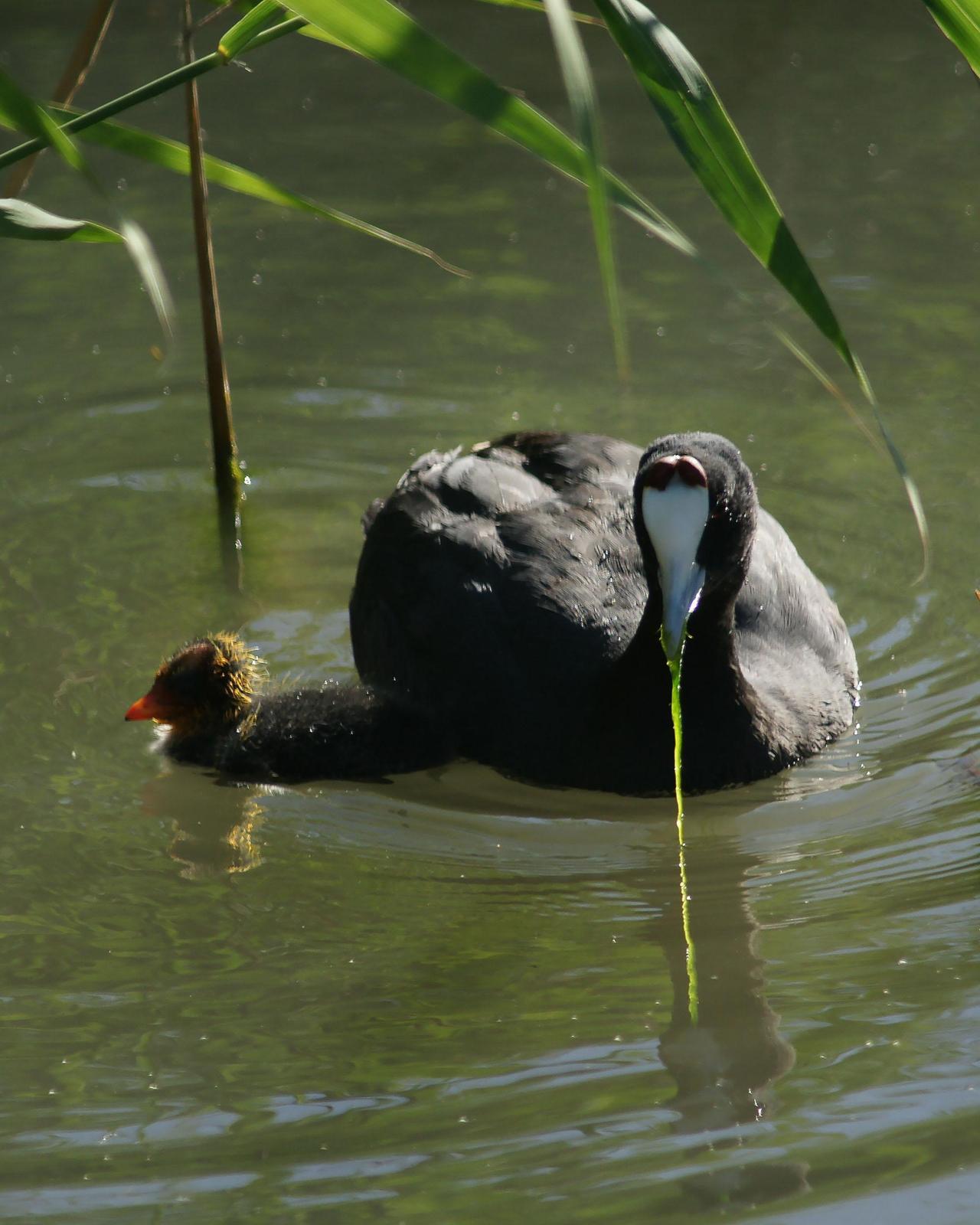 Red-knobbed Coot Photo by Steve Percival