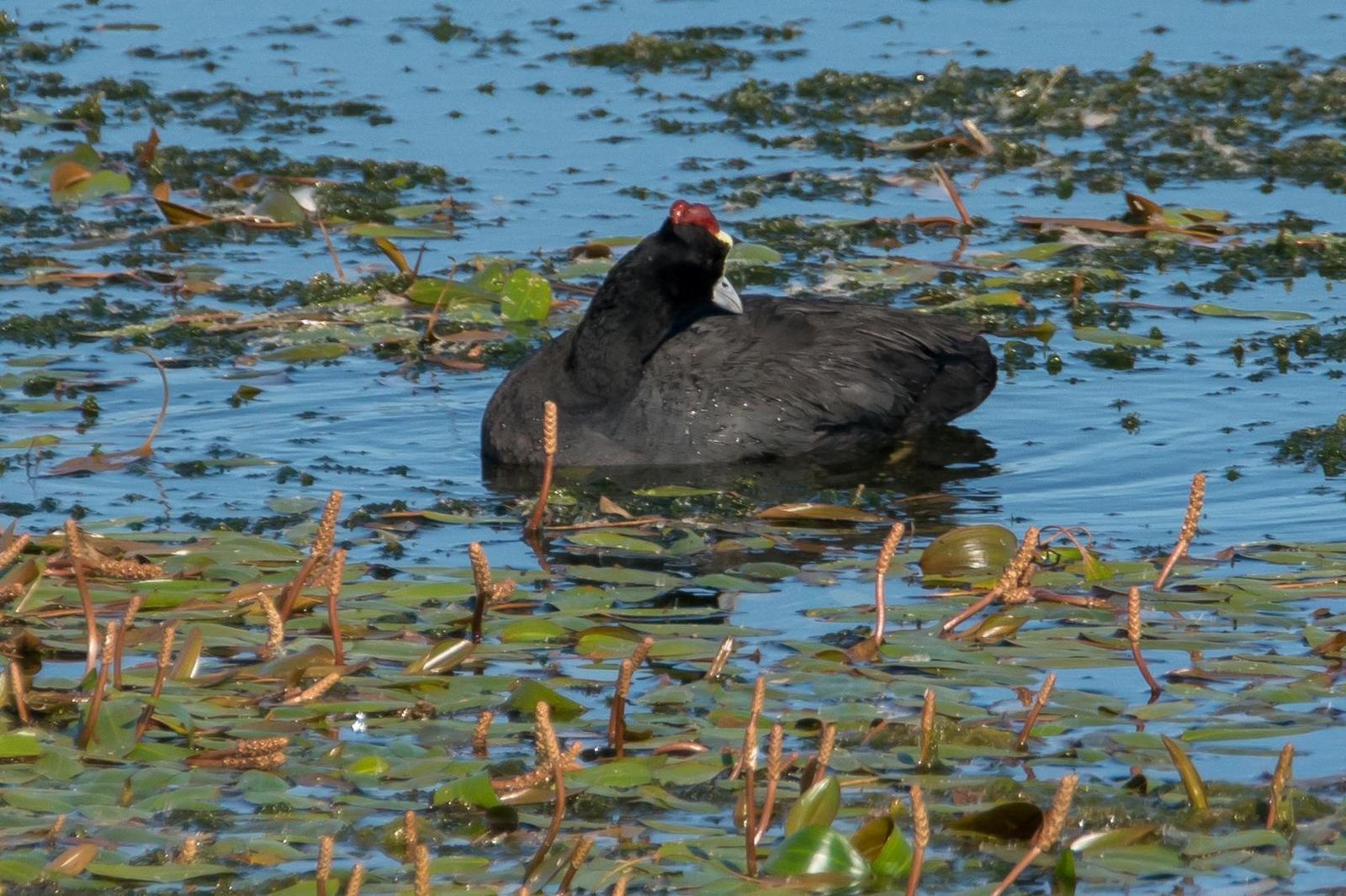 Red-knobbed Coot Photo by Gerald Hoekstra