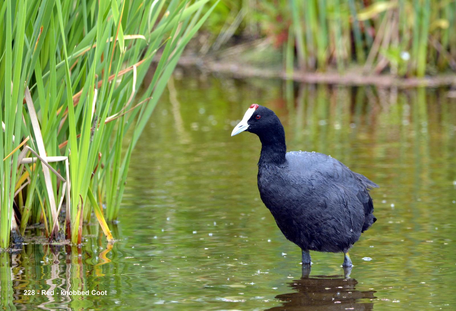 Red-knobbed Coot Photo by Richard  Lowe