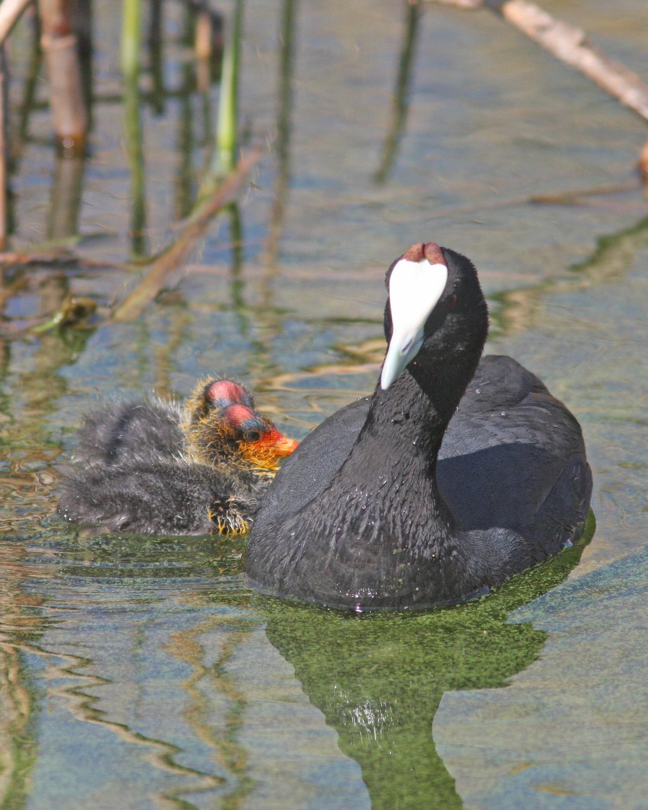 Red-knobbed Coot Photo by Henk Baptist