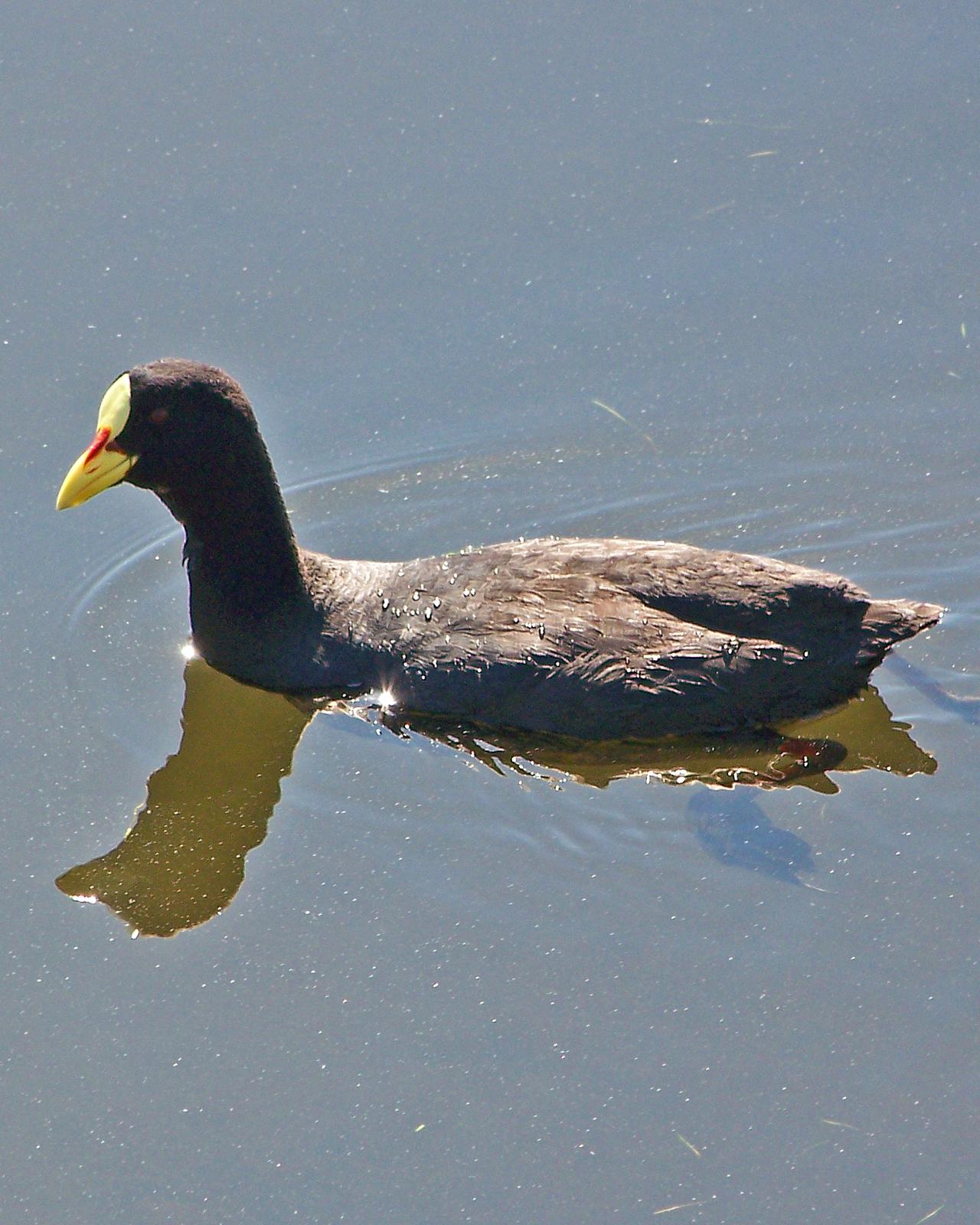 Red-gartered Coot Photo by Robert Polkinghorn