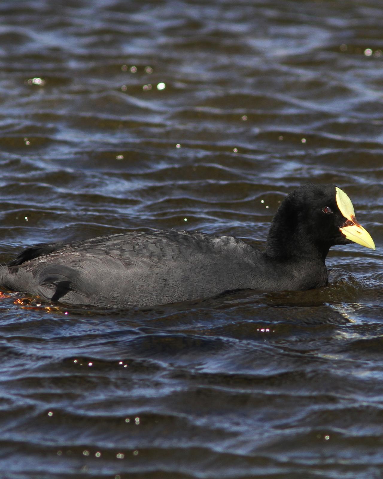 Red-gartered Coot Photo by Marcelo Padua